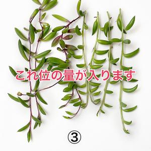 多肉植物/ルビーネックレス&オキザリス(紫の舞...の詳細画像3