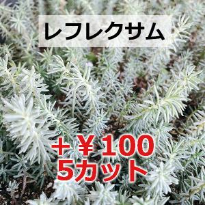 多肉植物/淡雪(サイズアップ中)(月曜日発送:...の詳細画像3
