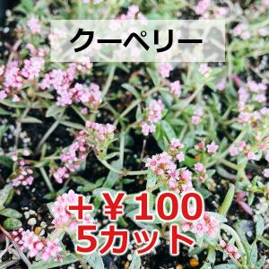 多肉植物/淡雪(サイズアップ中)(月曜日発送:...の詳細画像4