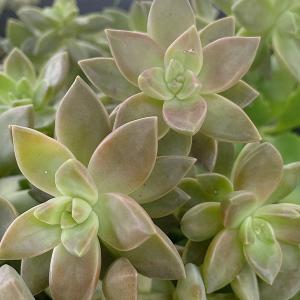 多肉植物/カルフォルニアサンセット（月曜日発送：３月16日の週は祝日を挟む為、３月23日発送へ回します）