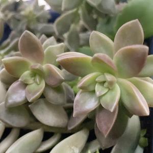 多肉植物/カルフォルニアサンセット(月曜日発送...の詳細画像1