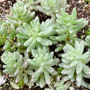多肉植物　淡雪全て 多肉植物/淡雪（サイズアップ中）（月曜日発送：7月20日の週は祝日の