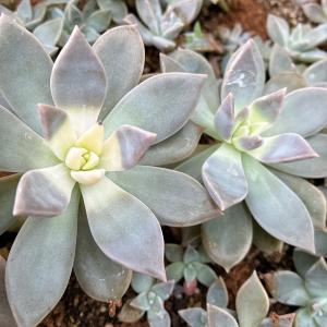 多肉植物/淡雪・秋麗・朧月（葉挿し用〜50g以内：月曜日発送：7月20日