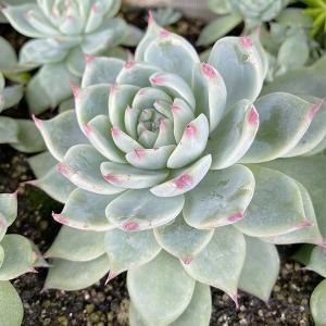 多肉植物 グラプトベリア属 グリムワン カット極小苗 : 花と緑のはな