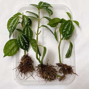 植物/ピレア カディエレイ 3本/霜注意(〜5...の詳細画像1