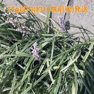 植物/シルバードラゴン・斑入りヤブラン（〜75g以内：月曜日発送：７月20日の週は祝日の為、７月27日発送へ回します）