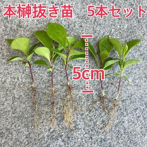 植物/本榊　実生苗　抜き苗5本セット　約5cm（毎週月曜日発送：７月20日の週は祝日の為、７月27日発送へ回します）