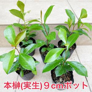 植物/本榊　実生苗　高め(A)　９cmポット１苗（月曜日発送：4月27日〜5月4日の週は祝日を挟む為、5月11日発送へ回します）