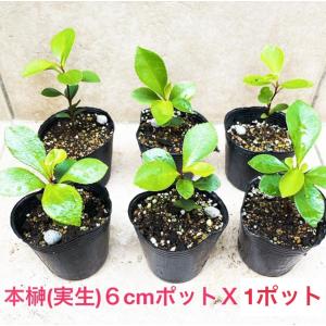 植物/本榊 実生苗 高め(A) 9cmポット1苗（月曜日発送：7月20日の週