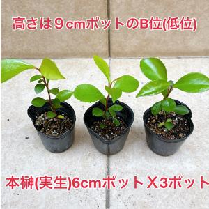植物/本榊　実生苗　低位　６cmポット３苗セット（月曜日発送：9月21日の週は祝日を挟む為、9月28日発送へ回します）