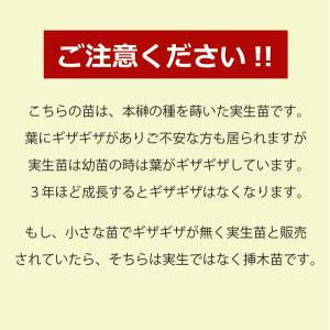 植物/本榊 実生苗 低位 6cmポット3苗セッ...の詳細画像1