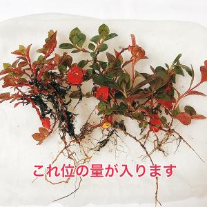 植物/ヒメツルソバ(ポリゴナム) (〜50g以...の詳細画像1