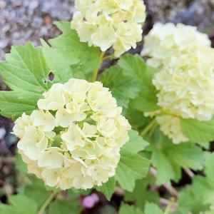 植物 挿し木苗 ビバーナム スノーボール 月曜日発送 2月日の週は祝日を挟む為 2月27日発送へ回します Plants 903 Charmers Yahoo 店 通販 Yahoo ショッピング