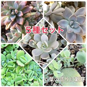 多肉植物/【値下げ中】ミニ５種セット/一部霜注意（毎週月曜日発送：4月29日・5月6日の週は祝日を挟む為、5月13日発送へ回します）｜charmers