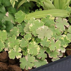 (ビオトープ)水辺植物 置くだけ簡単 インスタ...の詳細画像4