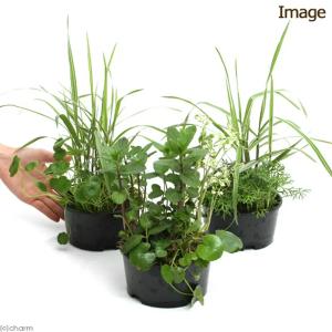 (ビオトープ)水辺植物 メダカの隠れ家 置くだ...の詳細画像1