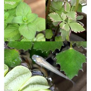 (ビオトープ)水辺植物 メダカの隠れ家 置くだ...の詳細画像2