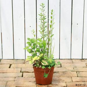 （ビオトープ）水辺植物　メダカの隠れ家　置くだけ簡単　インスタントビオトープ（寄せ植え）（１鉢）メダカの寄せ植え　水質浄化　隠れ家