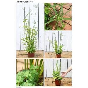 (ビオトープ)水辺植物 メダカの隠れ家 置くだ...の詳細画像1