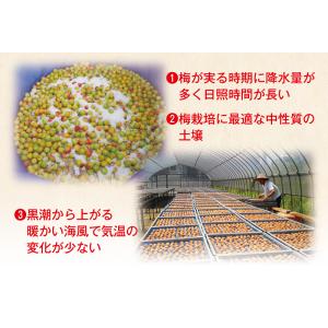梅干し 訳あり はちみつ梅 つぶれ梅 450g...の詳細画像4