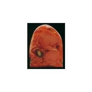 テリーヌ カナール コンフィ約400g 長さ35 3cm Supersport Tn