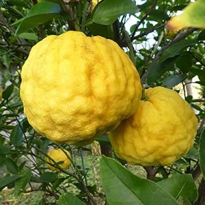 獅子柚子の商品一覧 通販 Yahoo ショッピング