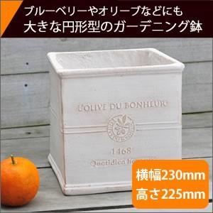 植木鉢 ボヌールオリーブ スクエア