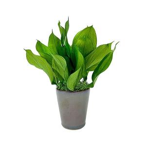 A＆K プリザーブドグリーン ルスカスガーデン グリーン お手入れ不要の観葉植物 枯れない インテリア HP-005