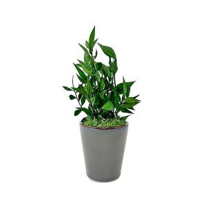 A＆K プリザーブドグリーン ラスカス グリーン お手入れ不要の観葉植物 枯れない インテリア 癒し HP-007