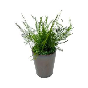 A＆K プリザーブドグリーン アスパラ ミント お手入れ不要の観葉植物 枯れない インテリア 癒し HP-008