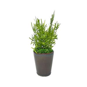 A＆K プリザーブドグリーン アスパラ ライムグリーン お手入れ不要の観葉植物 枯れない インテリア HP-009