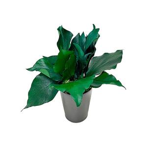 A＆K プリザーブドグリーン アイビー お手入れ不要の観葉植物 枯れない インテリア 癒し HP-010