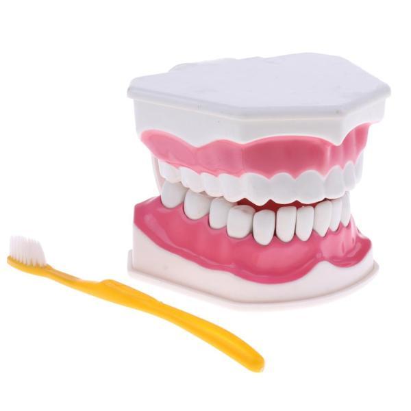 歯ブラシ生物学学習ディスプレイを備えた2倍のヒト歯科歯モデル