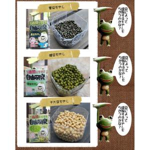自由研究 野菜 種 スプラウト 夏休み 小学生...の詳細画像1