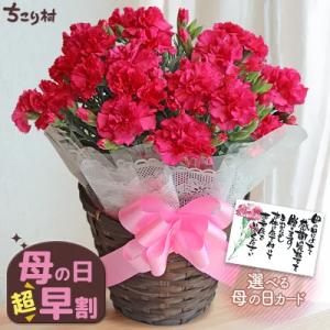 母の日 2026 花 カーネーション 鉢植え 5号鉢 プレゼント 送料無料 ギフト 選べるメッセージ...