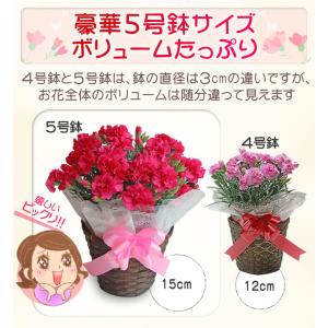 母の日 2026 花 スイーツ プレゼント 和...の詳細画像5