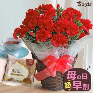 母の日 2026 ギフト 花とスイーツ プレゼント カーネーション 5号鉢 ＋ ミニバームクーヘン ...