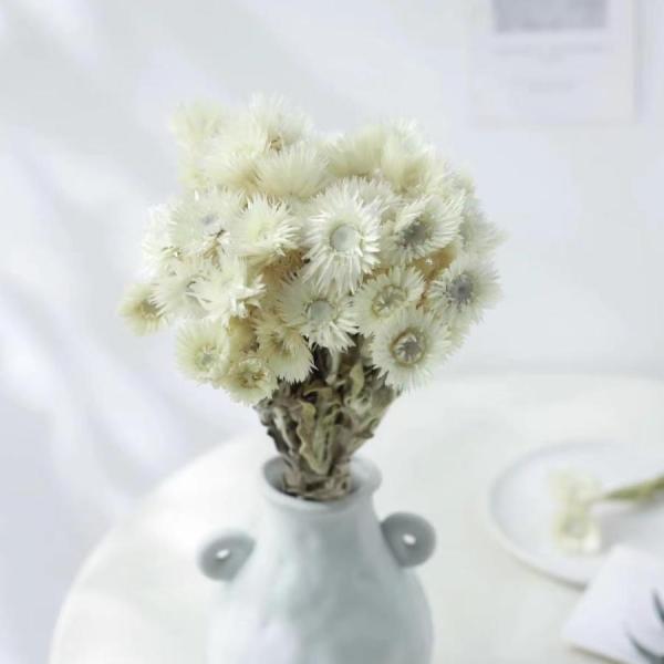 ドライフラワー シルバーデージー 花材 材料 ハーバリウム ハンドメイド A級高品質 生け花、花束の...