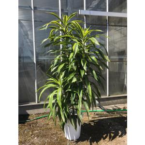 観葉植物 インテリア ドラセナ レモンライム 10号 Impactpub Com Au