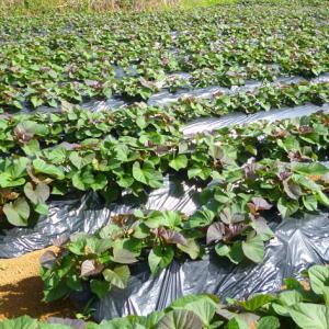 安納芋 有機栽培 Sサイズ 4kg 鹿児島県産...の詳細画像4