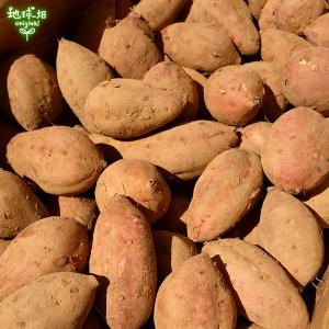 安納芋 有機栽培 Sサイズ 4kg 鹿児島県産...の詳細画像5