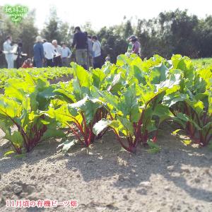 ビーツ 有機栽培 2kg 冷蔵便 鹿児島県産 ...の詳細画像2