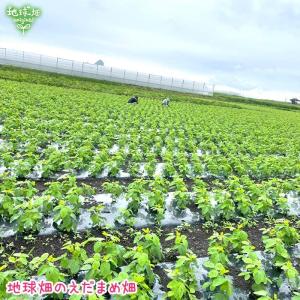 完売ありがとうございました 枝豆 1kg 鹿児...の詳細画像1