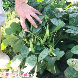 完売ありがとうございました 枝豆 1kg 鹿児...の詳細画像2