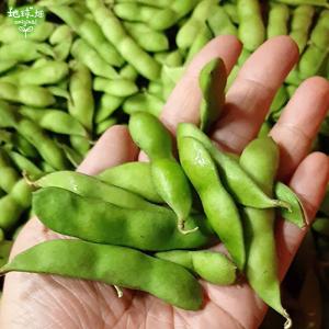 完売ありがとうございました 枝豆 1kg 鹿児...の詳細画像3