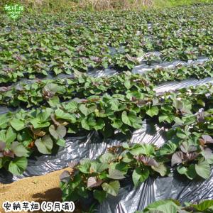 干し芋 さつまいも 鹿児島県産 有機安納芋「か...の詳細画像1