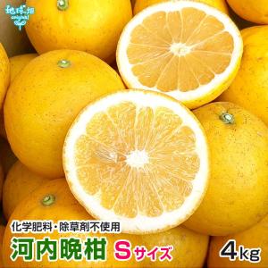 河内晩柑 4kg Sサイズ 特別栽培 化学肥料・除草剤不使用 熊本 鹿児島 小玉 ミニサイズ 和製グレープフルーツ かわちばんかん 訳あり 規格外 常温便｜地球畑