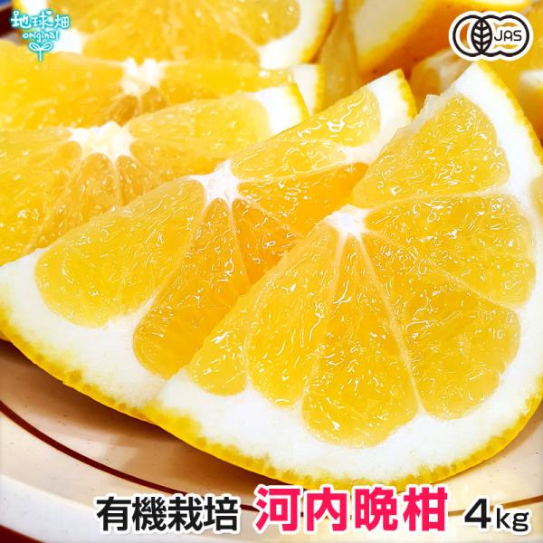 残りわずか 河内晩柑 4kg 有機栽培 熊本県産 有機JAS 大きさおまかせ 柑橘 中晩柑 夏文旦 ...
