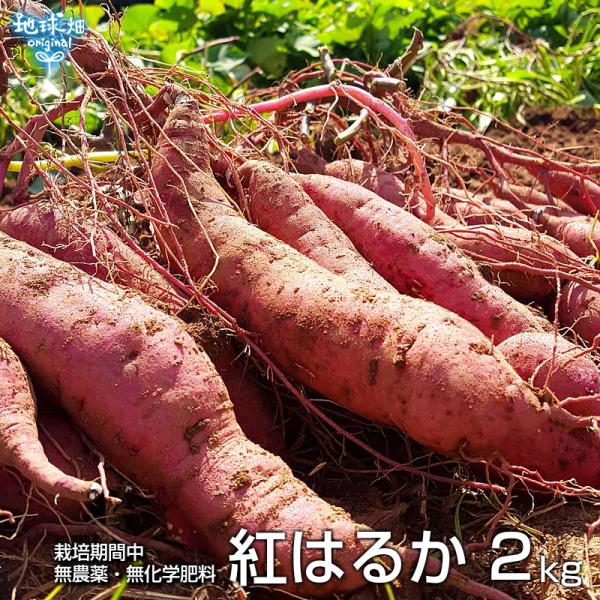 残りわずか 紅はるか 2kg 化学肥料・農薬不使用 鹿児島県産 宮崎県産 土付き さつまいも 薩摩芋...