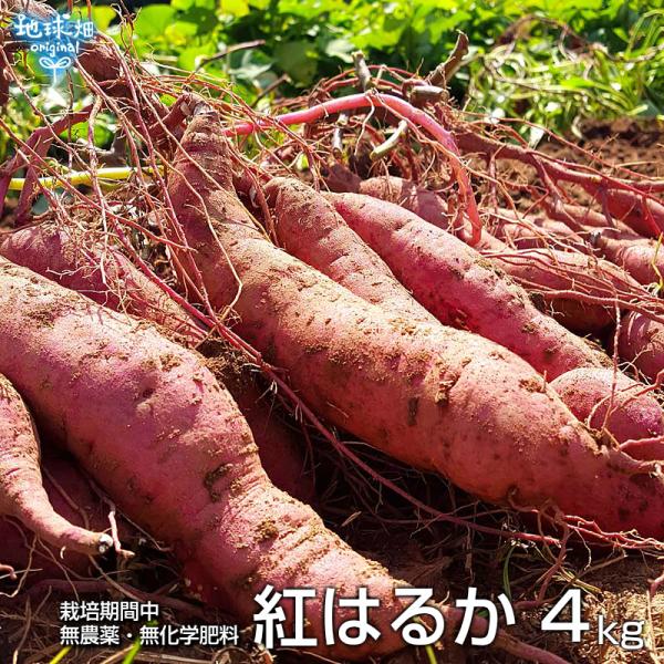 残りわずか 紅はるか 4kg 化学肥料・農薬不使用 鹿児島県産 宮崎県産 土付き さつまいも 薩摩芋...